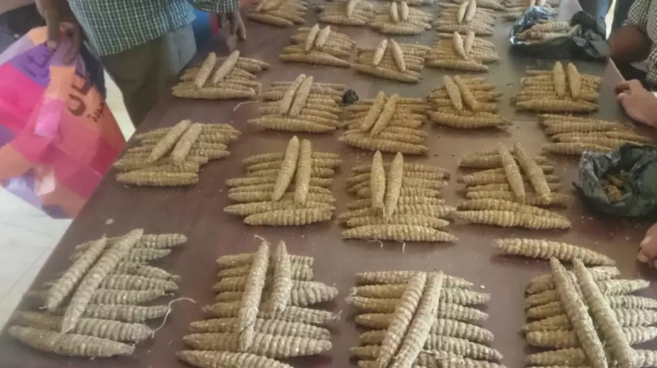 مخدرات في السودان