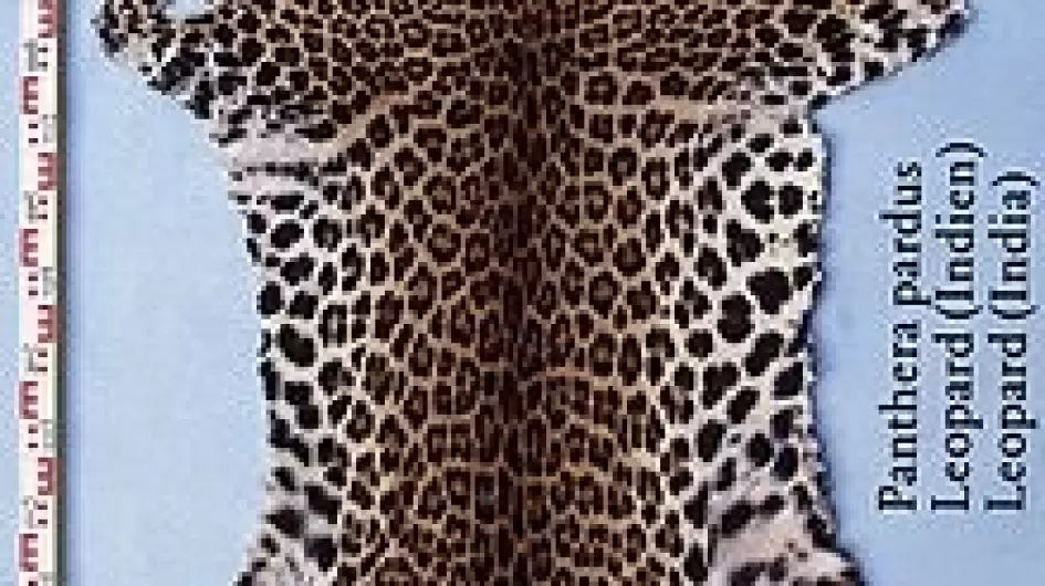 220px-Panthera_pardus_(Leopard_(Indien))_skin