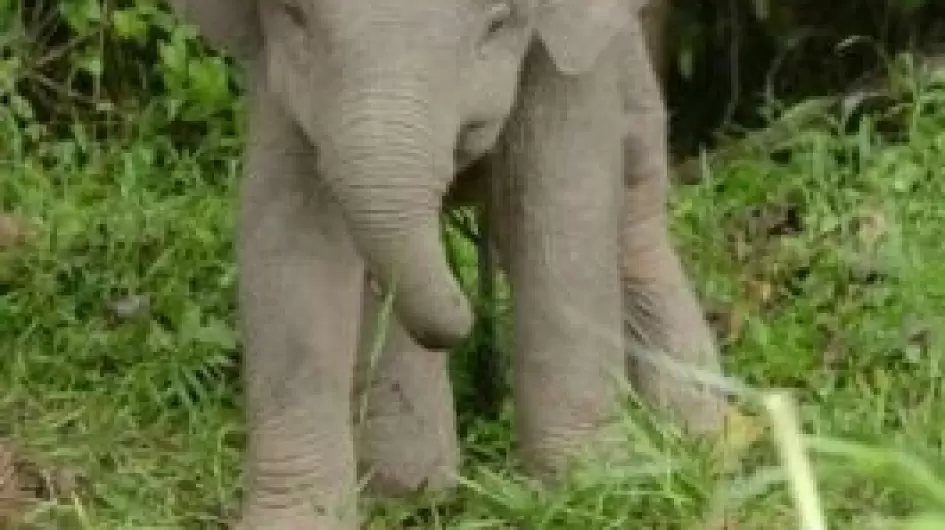 borneo-elephant-3