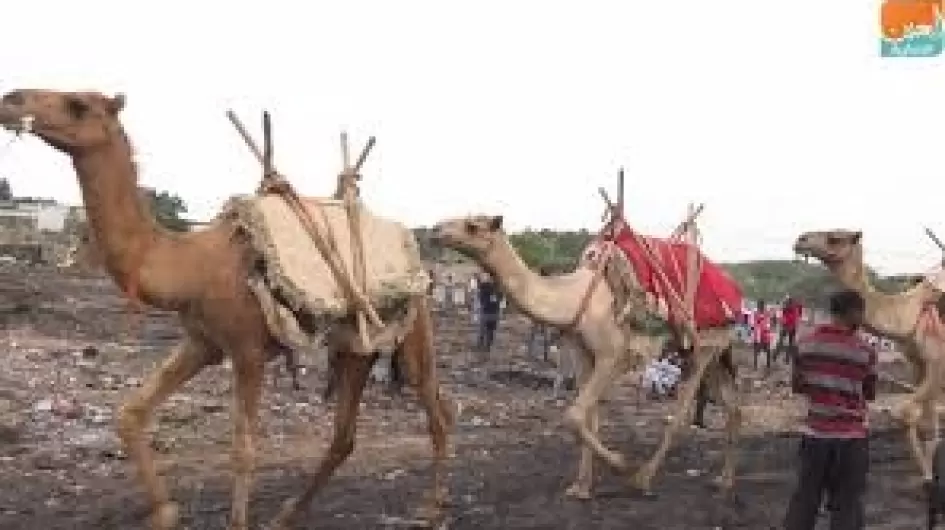 إثيوبيا تسلم السودان 71 رأسًا من الإبل المنهوبة