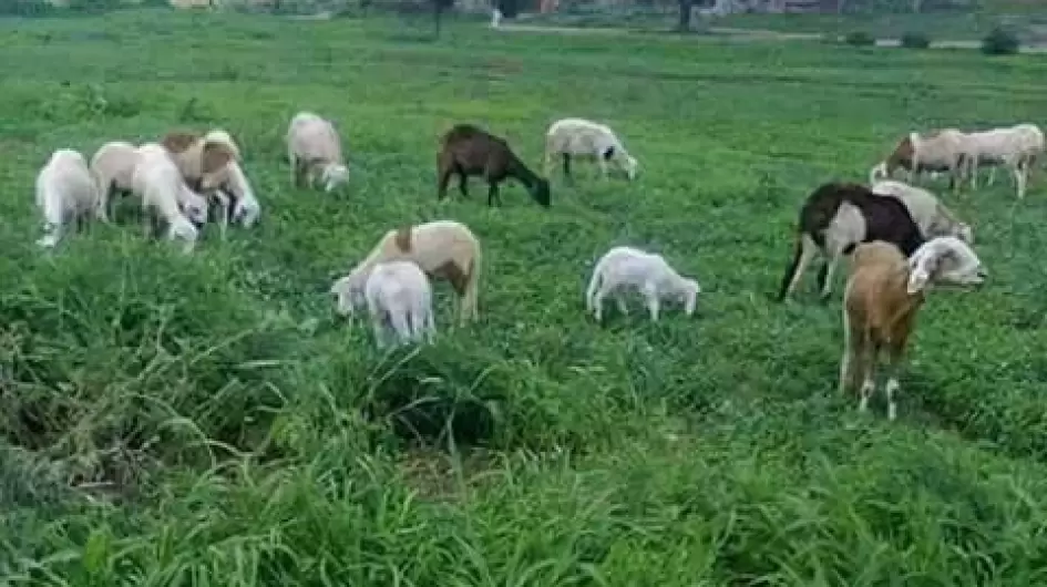 مراعي-سودانية