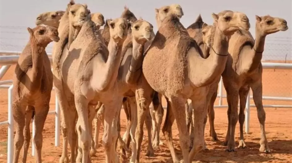 إحباط تهريب 76 رأس من الإبل لدولة مجاورة