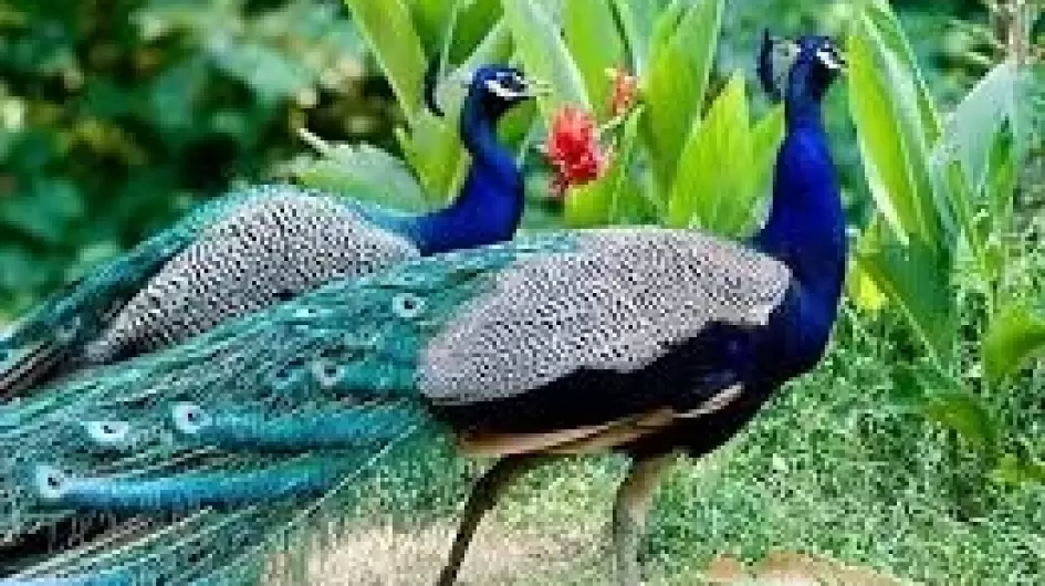 طووايس