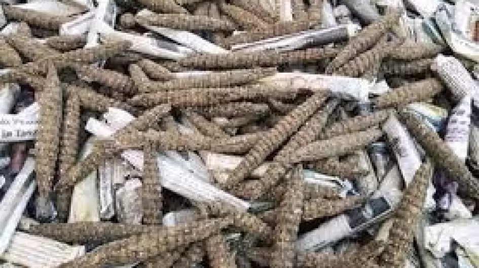 مخدرات