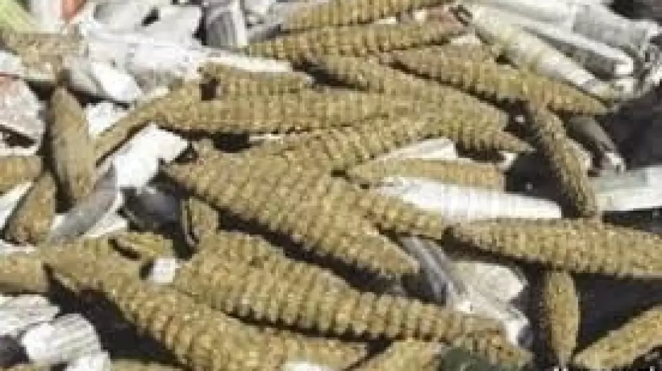 حشيش