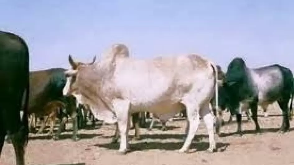 ارشيفية لمصادر بقر السودان
