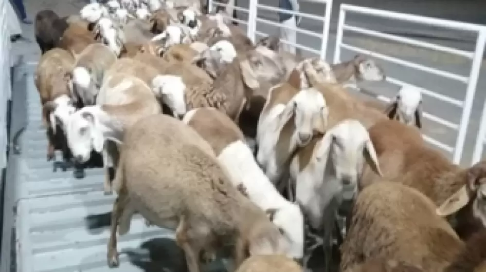 محجر بيطري