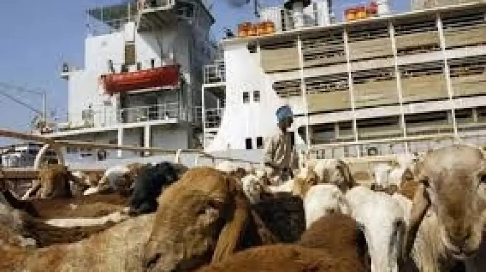 ماشية سودانية