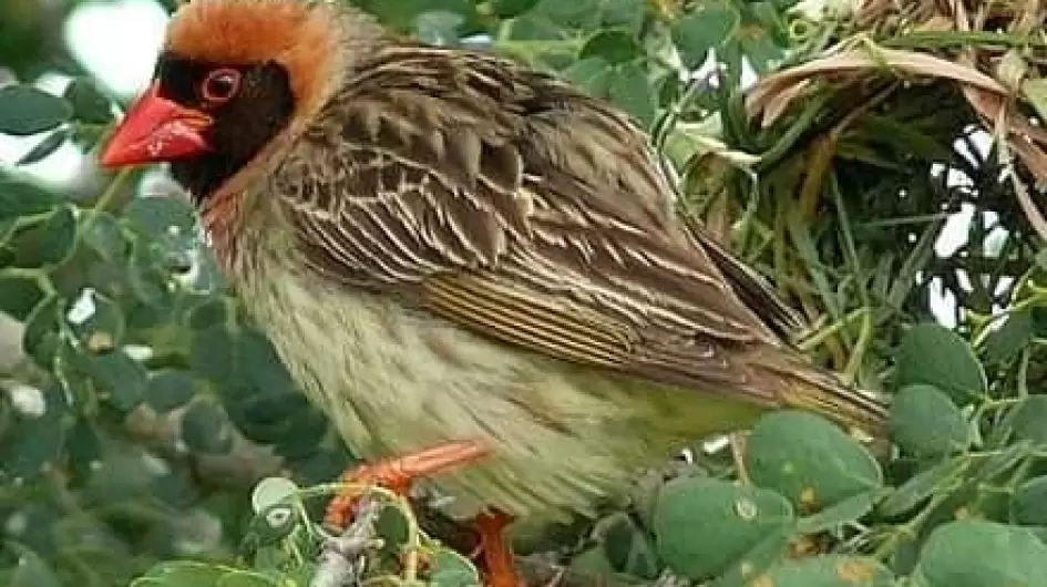 طائر الزرزور