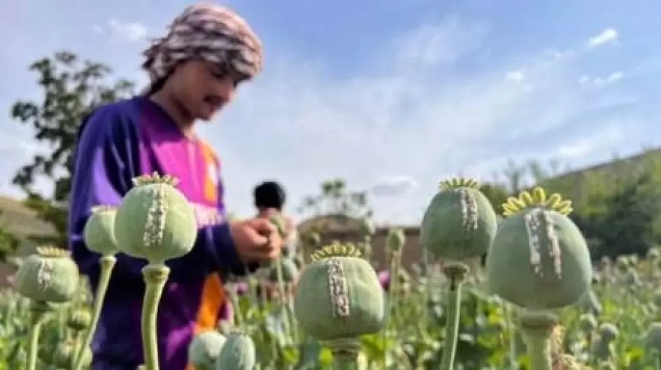 زراعة مخدرات أفغانستان