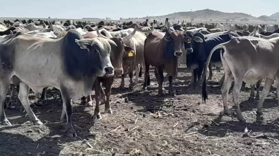 عجول صادر النيل الأبيض